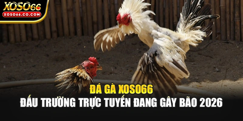 Đá Gà XOSO66 - Đấu Trường Trực Tuyến Đang Gây Bão 2026